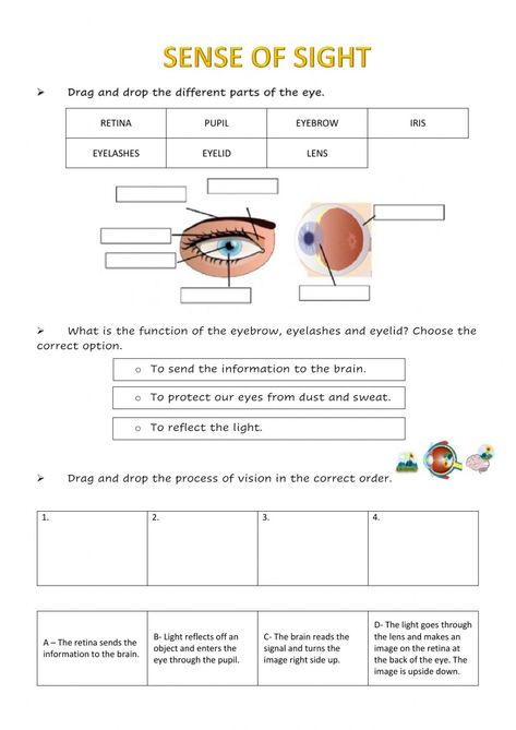 Parts Of The Eyes Worksheet, Giphy Instagram, Parts Of An Eye, Eye Function, Optometry Office, Eye Anatomy, Human Body Organs, Parts Of The Eye, 6 Class