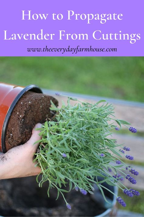 Alebrije Ideas, Lavender Propagation, Indoor Lavender, Propagating Lavender, English Lavender Plant, Propagate Lavender, Lavender Plant Care, How To Propagate Lavender, Growing Tomato