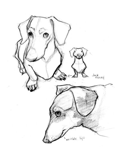 Dachshund Dachshund Drawing, Dachshund Art, Dachshund Love, Anatomy Drawing, Dog Drawing, Illustration Sketches, In Peace, Rest In Peace, Watercolor And Ink