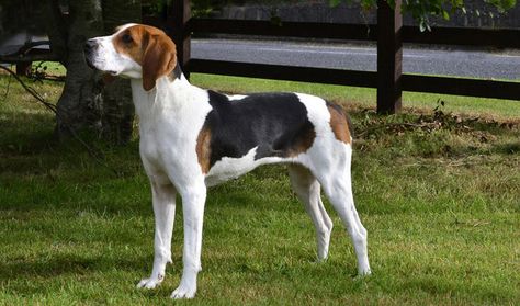 Walker Hound, Coon Hunting, Family Dogs Breeds, Best Dog Shampoo, English Coonhound, Stinky Dog, Walker Coonhound, Treeing Walker Coonhound, American Foxhound