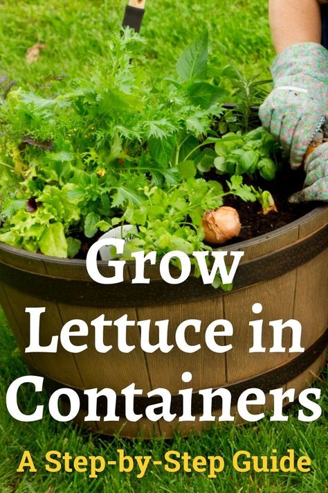 Lady planting lettuce in a whiskey barrell planter Planting Lettuce From Seed, Planting Lettuce In Raised Beds, Lettuce Growing Tips, Growing Lettuce In Containers From Seed, Growing Lettuce In Greenhouse, How To Plant Lettuce, Container Lettuce Gardening, Grow Romaine Lettuce, Potted Lettuce Plants