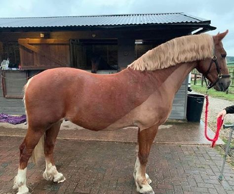 Winter Horse Stable, Irish Clip Horse, Horse Shaving Designs, Horse Clipping Designs, Shave Designs, Winter Horse, Horse Clipping, Horse Info, Horse Ideas