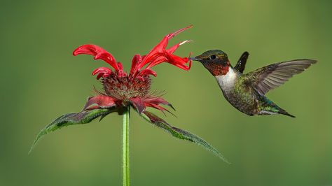 hummingbird Birds Photography Art, Hummingbird Photography, Hummingbird Migration, Hummingbirds Photography, Hummingbird Photos, Birds Photography, Ruby Throated Hummingbird, Hummingbird Flowers, Grey And Coral