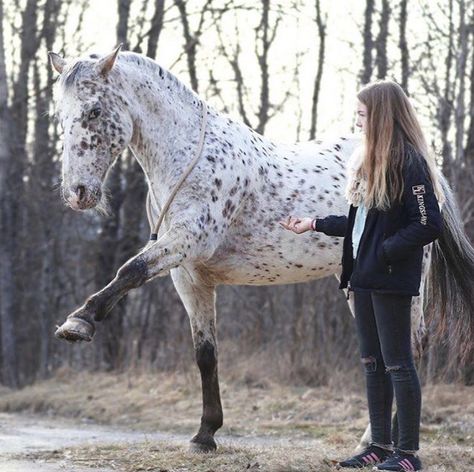 Horse Liberty, Horse Tricks, Ranch Riding, Show Jumping Horses, Horse And Human, Equestrian Aesthetic, Horse Riding Equestrian, Eventing Horses, Horse Inspiration