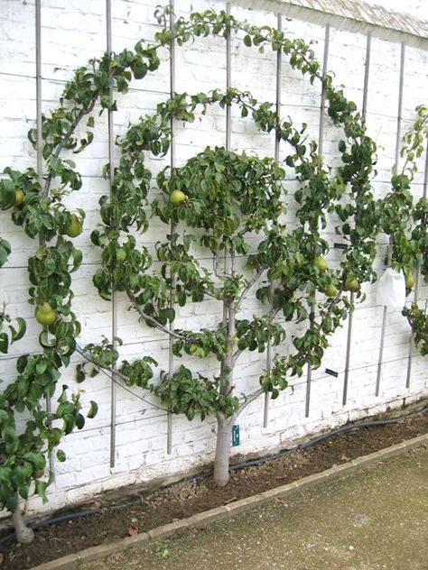 Fruit Trees Backyard, Diy Garden Landscaping, Espalier Fruit Trees, Fruit Tree Garden, Garden Vines, Garden Screening, Walled Garden, Garden Types, Have Inspiration