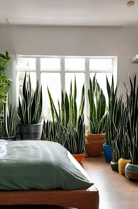 Flower lovers Boho Home Inspiration, Sansevieria Plant, Snake Plants, House Plants Indoor, Snake Plant, Balcony Garden, Flower Lover, Simple House, Garden Room