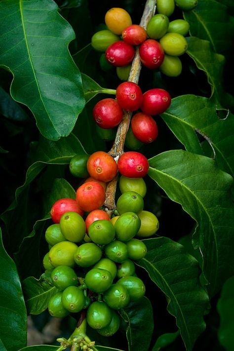 Coffee Bean Tree, Mural Cafe, Coffee Board, Coffee Tattoos, Kona Coffee, Coffee Tree, Tea Health Benefits, Caffeine Content, Coffee Plant