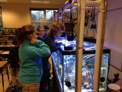 Tanks in Classrooms: Setting Up an Educational Aquarium - AMAZONAS Magazine Marine Biology Classroom, Classroom Aquarium, Agriculture Classroom, Marine Tank, Biology Classroom, Saltwater Tank, Classroom Projects, Reef Aquarium, Reef Tank