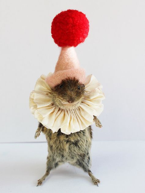 circus taxidermy mouse Terrible Taxidermy, Weird Taxidermy, Funny Taxidermy, Beautiful Taxidermy, Antique Taxidermy, Bad Taxidermy, Waterfowl Taxidermy, Taxidermy Art, Vulture Culture