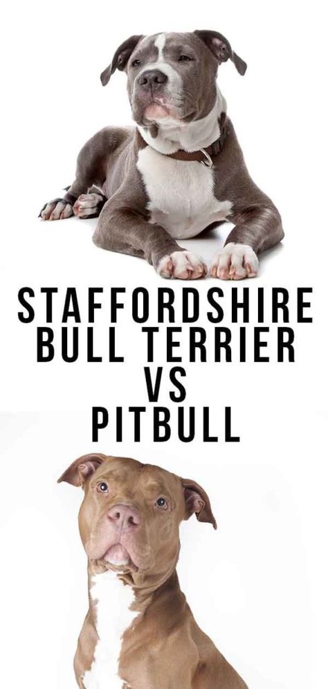 Staffordshire Bull Terrier Vs Pitbull - Which Is Best? Staffy Bull Terrier, Pitbull Bull Terrier, Staffordshire Terrier Puppy, American Staffordshire Bull Terrier, Staffordshire Bull Terrier Puppies, Bull Terrier Tattoo, Pitbull Dog Breed, Cat Kennel, Bull Terrier Puppy