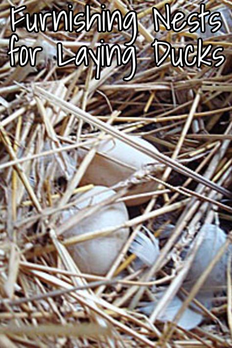 Nesting Boxes For Ducks, Nesting Box For Ducks, Duck Nesting Boxes Diy, Duck Nesting Box Ideas, Duck Nesting Boxes, Duck Nesting, Nesting Boxes Diy, Duck Houses, Backyard Ducks