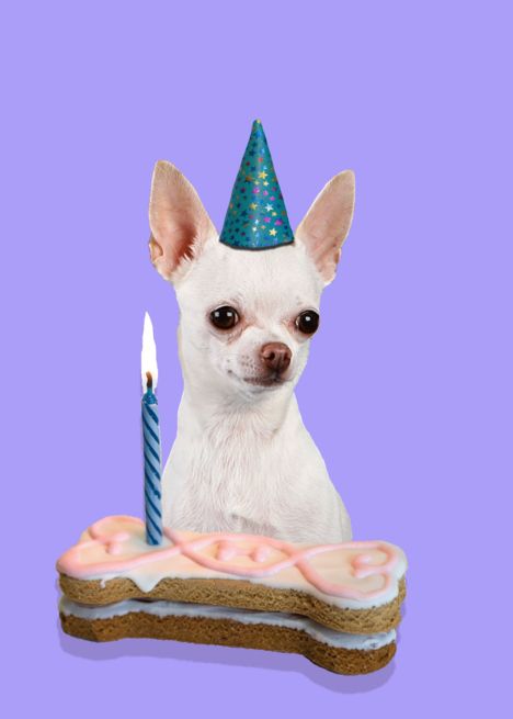 Birthday Card featuring a white Chihuahua card Chihuahua Birthday, Zoo Animals Photos, White Chihuahua, Animals Photos, Watercolor Card, Cute Chihuahua, Card Birthday, Card Card, Zoo Animals