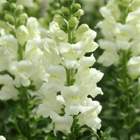 White Snapdragon, Snapdragon Flowers, Moon Garden, Plant Spacing, Flower Spike, Winter Flowers, Garden Trees, Flower Farm, Flower Seeds