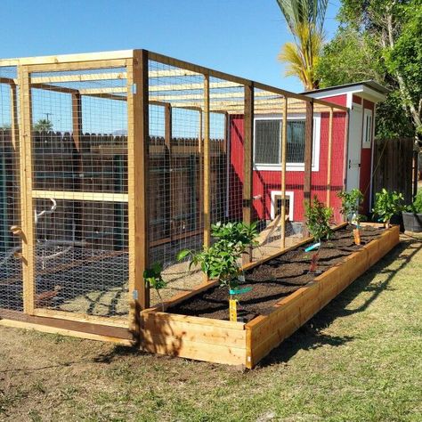 Reban Ayam, Cute Chicken Coops, Chicken Coop Garden, Chicken Shed, Chicken Barn, Backyard Chicken Coop Plans, Chicken Coup, Diy Chicken Coop Plans, Chicken Coop Run