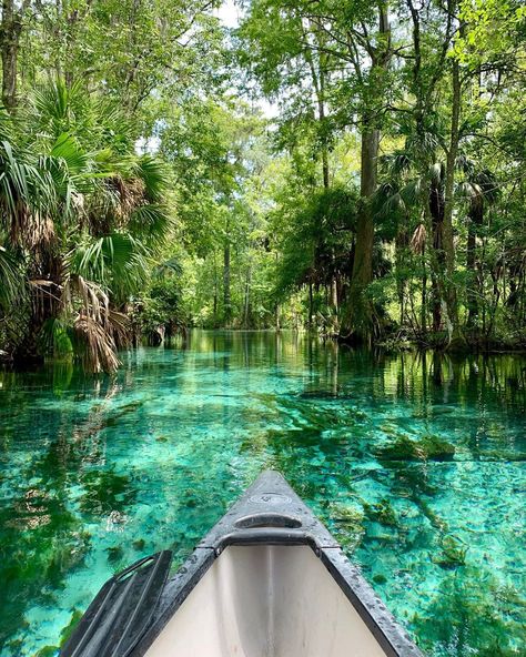 If you've ever explored the lesser touched areas of Florida's forests, you really feel like you've been transported into the jungle — you won't see any jumping from tree to tree at most places in Florida, but you actually can see wild monkeys roam at Silver Springs State Park. Falling Waters State Park Florida, Salt Springs Florida, Silver Springs State Park Florida, Florida Living Aesthetic, Florida Lagoon, Juniper Springs Florida, Florida Forest, Natural Springs In Florida, Summer In Florida