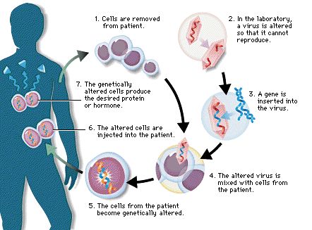 Gene Augmentation and Corrective Gene Therapy Genetic Diseases, Cell Division, Healthcare Management, Gene Therapy, Biology Notes, Genetic Disorders, Cell Biology, Big Pharma, Alternative Health