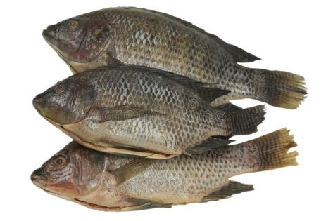 Whole Tilapia Fish. Fresh tilapia fish; isolated, clipping path included , #AFF, #Fresh, #tilapia, #Tilapia, #Fish, #fish #ad Fish Recipes Healthy Tilapia, Whole Tilapia, Fresh Fish Photography, Fresh Tilapia, Healthy Tilapia, Cooking Items, Tilapia Fish, Fish Stock, Fish Recipes Healthy