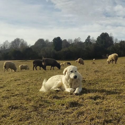 Maremmano abruzzese livestock guardian dog Live Stock Guardian Dog, Livestock Dog, Ranch Dogs, Maremma Sheepdog, Guardian Dog, Veronica Sawyer, Livestock Guardian Dog, Sheep Dogs, Livestock Guardian