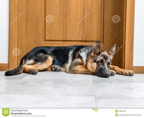 They do lie like this, but with face forward and one front paw on either side of face. Best Dog Door, Dog Crying, Dog Training Classes, Dog Door, Animal Behavior, Dog Obedience, Dog Training Obedience, Old Dogs, German Shepherd Puppies