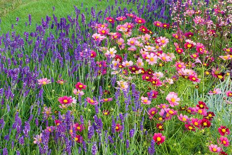 Salvia farinacea, Cosmos annual flowers for sunny garden border, with Heuchera in bloom Annual Flower Garden, Perennial Flower Garden, Red Cosmos, Lavender Hidcote, Garden Uk, Garden Flowers Perennials, Dark Purple Flowers, Sage Plant, Garden Corner