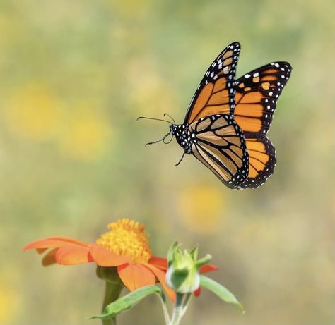 Monarch Butterfly Side View, Tommie Tattoo, Monarch Butterfly Photography, Papillon Photo, Monarch Butterfly Flying, Monarch Butterflies Photography, Butterfly Images Photography, Yellow Monarch Butterfly, Butterflies Monarch