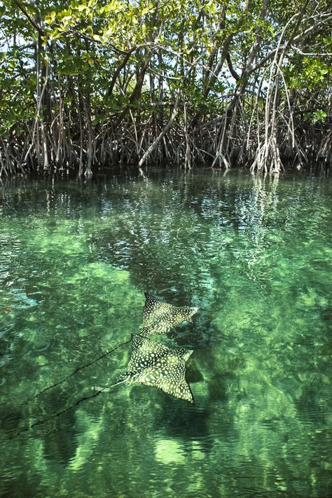 St. Thomas Mangrove Lagoon and Cas Cay Ecotours Mangrove Trees, St Thomas Virgin Islands, Mangrove Swamp, Mangrove Forest, Amazon Rainforest, St Thomas, Virgin Islands, Fantasy Landscape, Marine Life