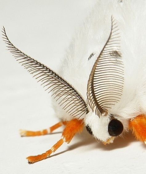 Tussock Moth, Cute Moth, Cool Insects, Moth Caterpillar, Cool Bugs, Beautiful Bugs, Creepy Crawlies, Arthropods, Arachnids