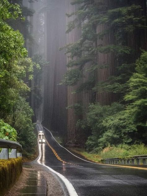 My home🏘️garden 🪵and diy 🛠️ | Discover the incredible beauty of the Avenue of the Giants in California, USA 🇺🇸 | Facebook Avenue Of The Giants, Humboldt Redwoods State Park, Scenic Roads, Redwood Forest, The Giants, Oregon Travel, Stairway To Heaven, California Style, California Usa