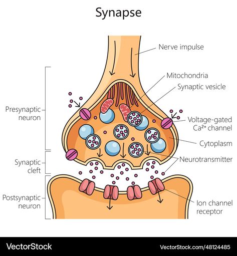 Educational Illustration, Medical Science, Nerve, Transparent Png, Png Images, Vector Images, Vector Free, Vector Illustration, Medical