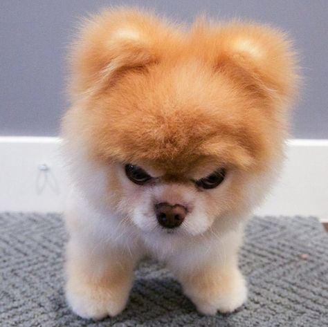 Boo Dog mad face Boo Dog, Dog Shaming Funny, Boo And Buddy, World Cutest Dog, Boo The Dog, Cute Pomeranian, Funny Dog Memes, Ty Beanie Boos, Puppy Face