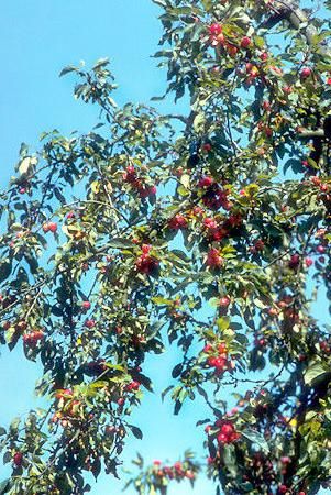 crab apple wine recipe Plum Cordial Recipe, Getting Over The Past, Apple Wine Recipe, Crab Apple Recipes, Wine Ingredients, Cordial Recipe, Crab Apples, Apple Wine, Make Your Own Wine