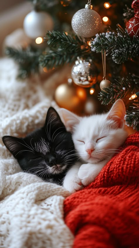 Christmas Kittens Cute, Cat Christmas Pictures, Christmas Cat Photos, Christmas Cat Wallpaper, Kittens Wallpaper, New Year Cat, Background Cat, Christmas Nature, Christmas Kitties