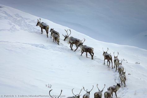 Caribou migrate in an arced line through the snow covered mountains of the Brooks range, Arctic, Alaska Northern Lights Photo, Alaska Winter, Bear Fishing, Alaska Photos, Alaska Wildlife, Scenic Photos, Winter Images, Mountain Goat, Wildlife Photos