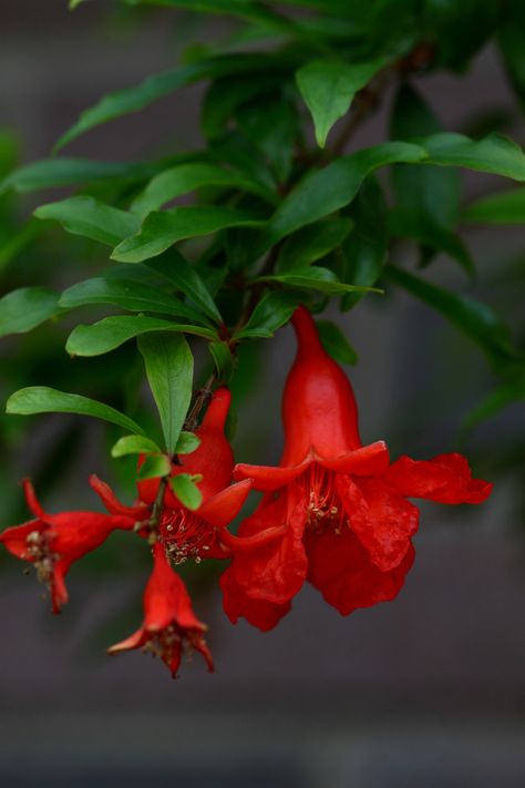 Pomegranate Growing, Red Shrubs, Diy Garden Ideas, Texas Plants, Texas Gardening, Flowers Red, Central Texas, Little Flowers, Exotic Flowers