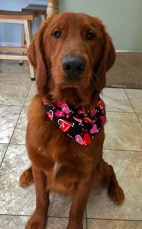 Ridley's Red Retrievers - Ridley's Red Retrievers | Retriever Puppies | Pennsylvania Irish Golden Retriever, Dark Red Golden Retriever Puppy, Red Retriever Puppy, Red Golden Retriever Puppy, Red Retriever, Golden Irish, Red Golden Retriever, Red Dogs, Doberman Mix