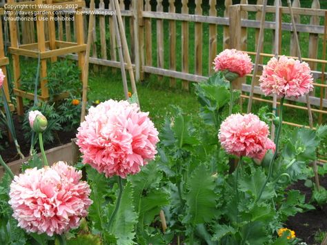 Peony Poppy, Poppy Flower Seeds, Backyard Flowers, Types Of Roses, Cut Flower Garden, Peonies Garden, Pink Garden, Flower Names, Peony Flower