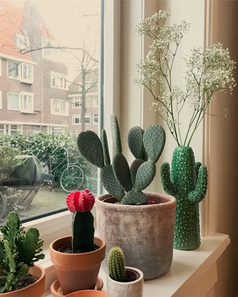 #cactus #window #plants #pots #serax #vase #vaas Cactus Flower Painting, Plant Window, Plants Pots, Window Plants, Cactus Decor, Cactus Plant, Cactus Flower, Window Sill, Cactus Plants