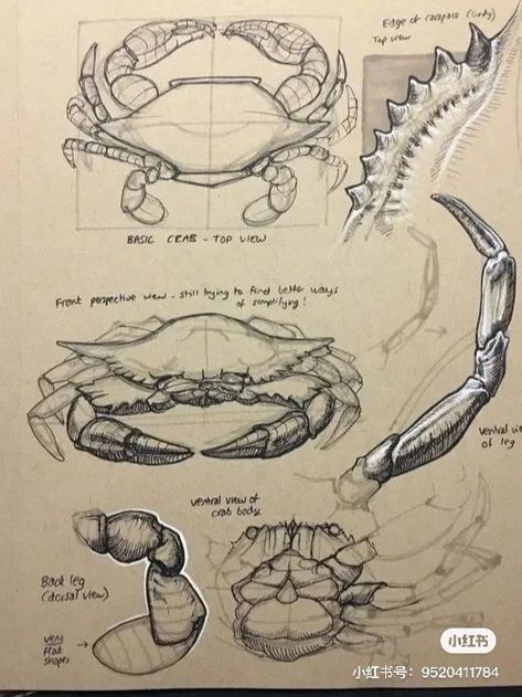 How To Draw A Crab, Peter Han, Dynamic Drawing, Crab Art, Nature Sketch, Animal Study, Scientific Illustration, Arte Sketchbook, Crustaceans