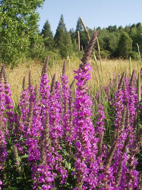 Lythrum Salicaria, Purple Loosestrife, Folk Medicine, Flower Spike, Butterfly Garden, Front Garden, Cottage Garden, Lawn Garden, The Mountain