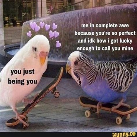 Love You Meme, Cute I Love You, Wholesome Pictures, Couple Memes, Cute Love Memes, Boyfriend Memes, Parakeets, You Meme, Cute Messages