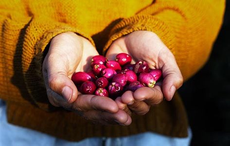 How bringing Australian edible plants into your classroom can deepen understanding of Indigenous cultures and histories Aboriginal Food, Melbourne Garden, Bush Tucker, Native Foods, Australian Plants, Australian Native Plants, Quick Weeknight Dinners, Australian Native, Flavored Drinks