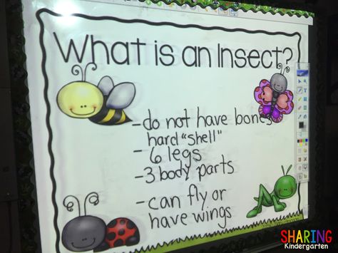 Insect Anchor Chart Preschool, Insects Creative Curriculum, Insects Activities For Kindergarten, Insect Anchor Chart, Insect Lesson Plans For Preschool, Insect Study Creative Curriculum, Insects Activities For Kids, Bugs And Insects Preschool Activities, What Is An Insect