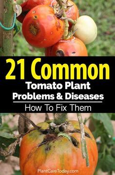 Solutions to common tomato plant diseases and diseases - Yellow leaves wilt ruined fruit fungus pests keep destroying your tomato crop? [LEARN MORE] Tomato Bugs, Tomato Plant Diseases, Tomatoes Plants Problems, Tanaman Tomat, Tomato Problems, Growing Tomato Plants, Veggie Gardens, Tomato Farming, Growing Tomatoes In Containers