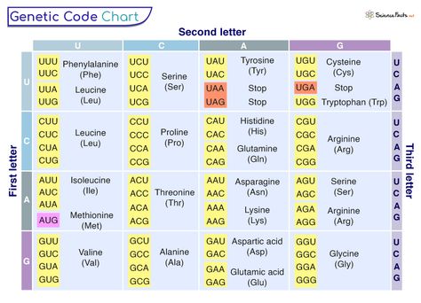 Genetic Code - Definition, Characteristics, and Table Genetic Code Table, Rna Polymerase, James Watson, Genetic Code, Transcription And Translation, Dna Molecule, Medical Student Study, Protein Synthesis, Learning Websites