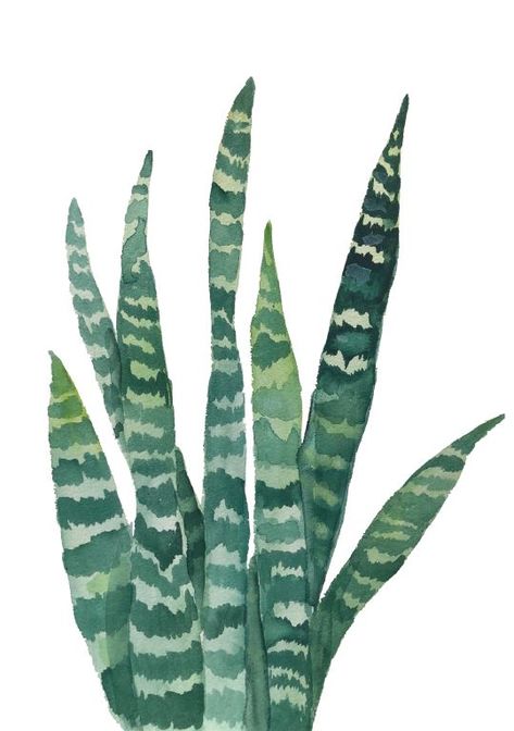 Snake Plant Wall Art Print. Original illustration by me, Rosie Raabe.  Printed on high quality 100 lb pressed paper with archival inks. Listing is for the prints only, frame not included.  All prints are unframed and wrapped in a protective sleeve with cardboard backing and shipped flat.  Each Print is Signed and Dated by me, Rosie Raabe.  SIZE OPTIONS:  11 x 14 8x10 and 5x7  Click here to visit my homepage to view all my artwork and listings. https://www.etsy.com/shop/ArtSeaRosie Snake Plant Wall, Cactus Paintings, Plant Watercolor, Plant Wall Art, Logo Animal, Plant Art Print, Dorm Art, Pressed Paper, Watercolor Plants