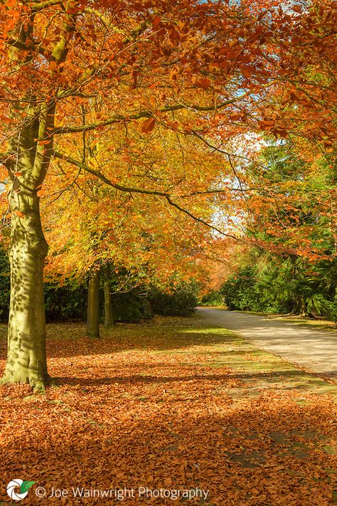 Autumn , Tatton Park, Cheshire, England│Joe Wainwright Photography Pretty Locations, Outdoors Pictures, Picturesque Garden, Tatton Park, Cheshire England, Autumn Walk, Stately Homes, Yellow Tree, Autumn Colours