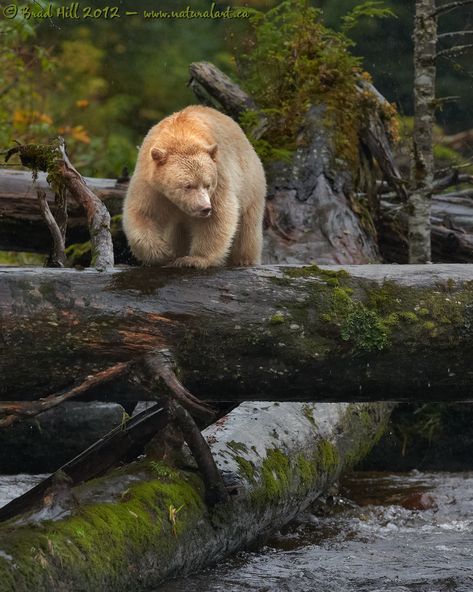 Conquerer of the Obstacle Course (click to enlarge) Kermode Bear, Photo Ours, Canada British Columbia, Ghost Bear, Bear Island, American Black Bear, Wild Animals Photography, Spirit Bear, Bear Pictures