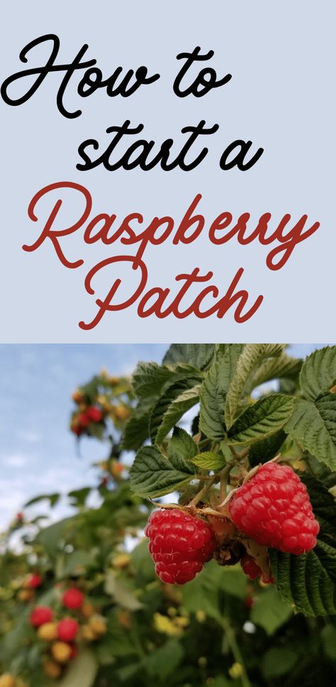 Plant a Raspberry Patch - Raspberry Patch Design, Raspberry Planter Ideas, Raspberry Patch Ideas, Raspberry Plants Growing, Raspberry Farming, Raspberry Garden Ideas, How To Plant Raspberries, Raspberry Varieties, Planting Raspberries