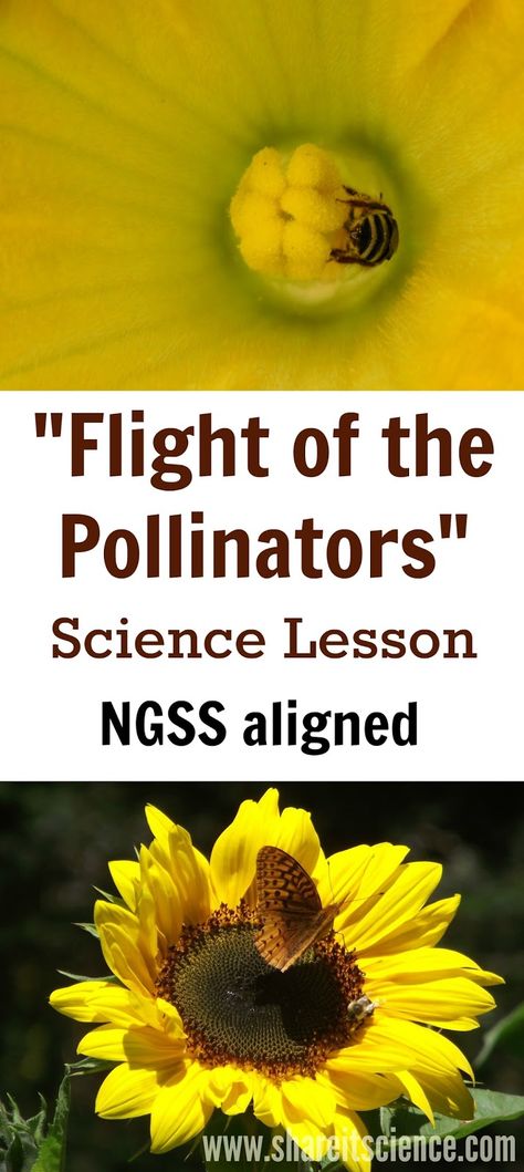 Pollination Activity, Elementary Science Teacher, Science Inquiry, Homeschool Family, Stem Lesson, Bugs Life, Science Lesson, Steam Activities, Science Curriculum