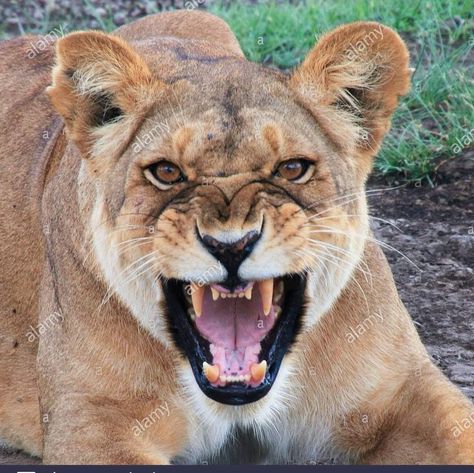 Angry Lioness, Lioness Roaring, Lioness Photo, Lioness Images, Lioness Tattoo, Female Lion, Tattoo Female, Black And White Background, Download Free Images